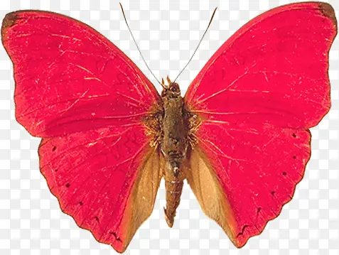 ��ɫ����-������