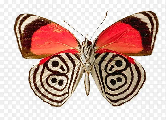 ��ɫ ����-������