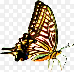 �ֻ洺���ɫ����-������