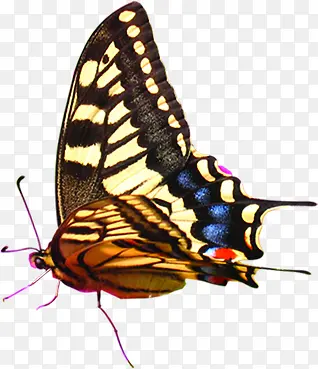 ��ɫ�ֻ���������-������