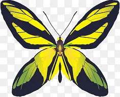 ��ɫ����ʸ���ز�-������