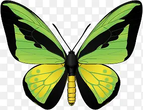 ��ɫ����ʸ���ز�-������