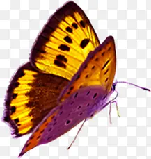 ��ɫ����������-������