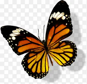 �����ɫ�ֻ����-������