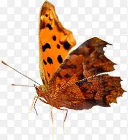 ��ɫ��ͨ�������-������