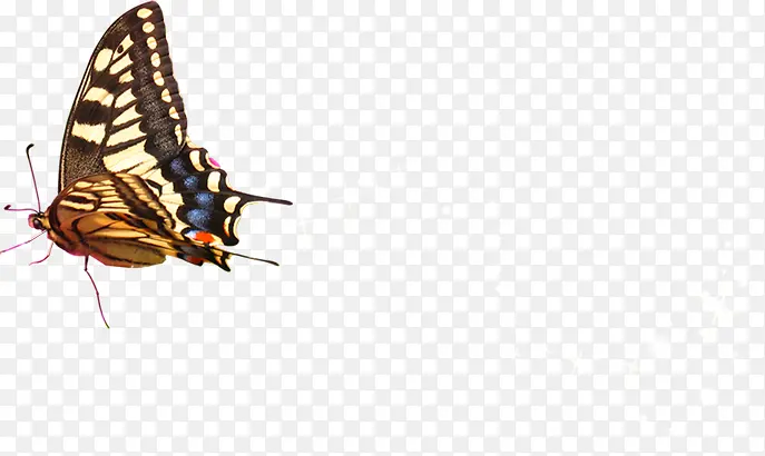 ��ɫ�����ֻ���-������