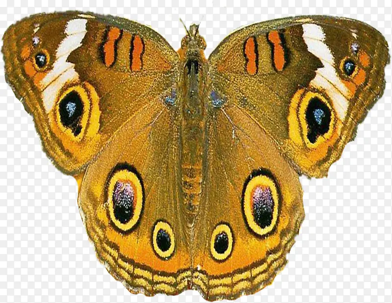 ��ɫ��ɫ���Ժ�������-������