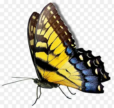 ��ɫ�������Ψ��-������