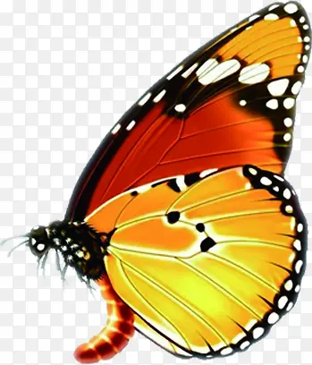 �����ɫ��������-������