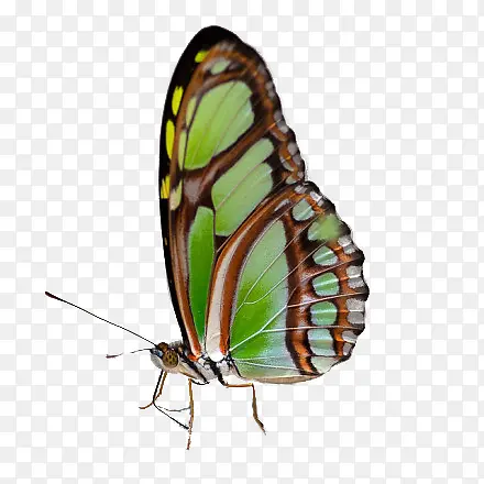 ��ɫ��ʳ����-������