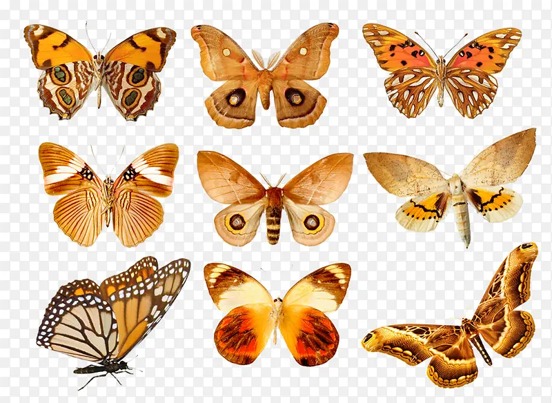 �������ֲ�ɫ����-������