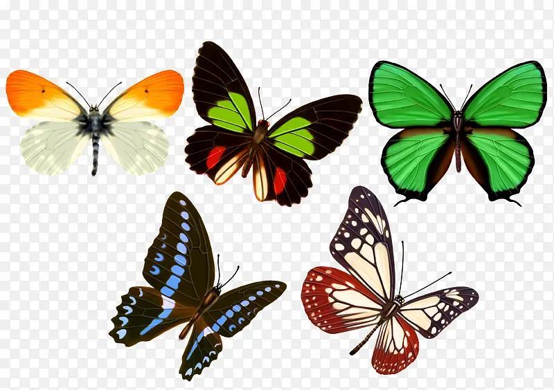 ��ֻ��ɫ����-������