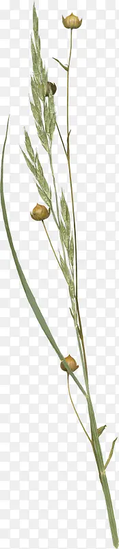 ����С��-������