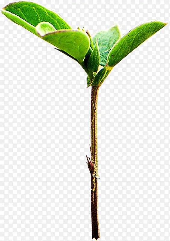 ��ɫС��-������