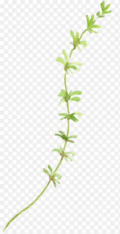 �廭Ҷ��-������