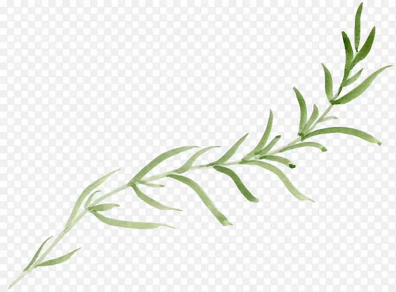 �ֻ�Ҷ��-������