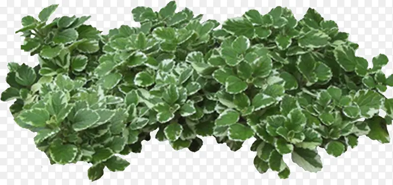 �ݵ��ϵ�С��-������