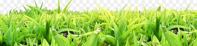 ��ɫС��-������