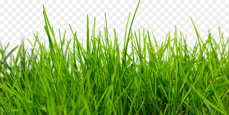 ��ɫС��-������