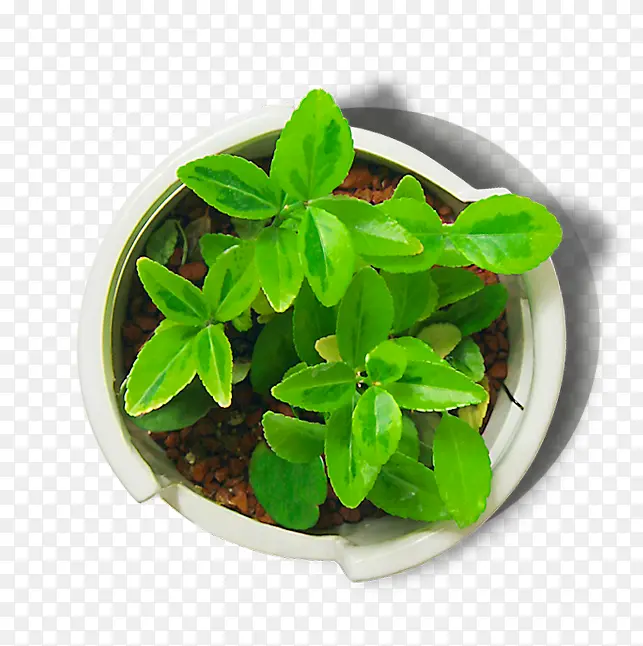 ��ɫС��-������