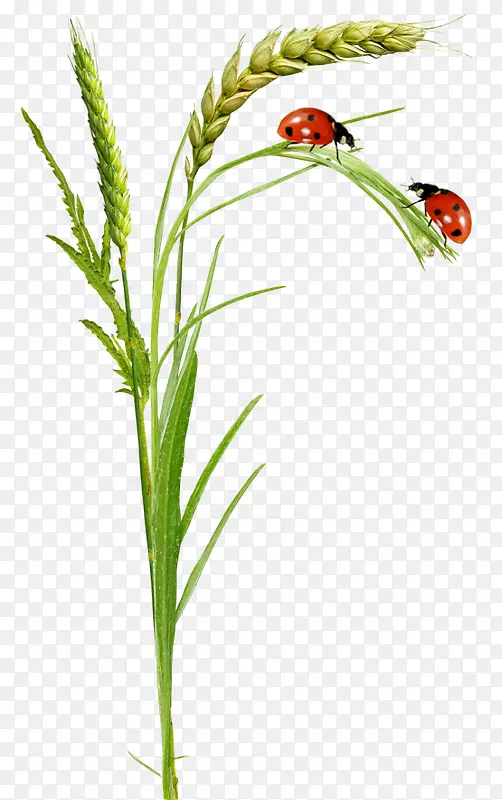 �̲�-������