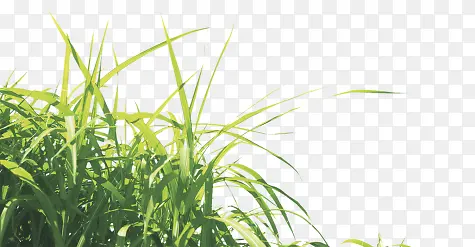 �̲�-������