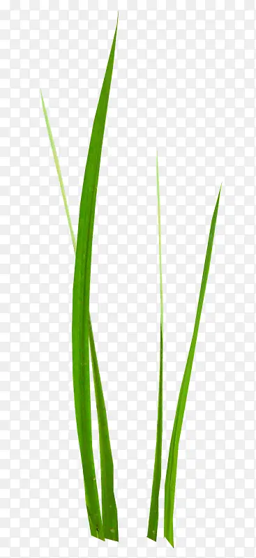 ��ɫС��-������