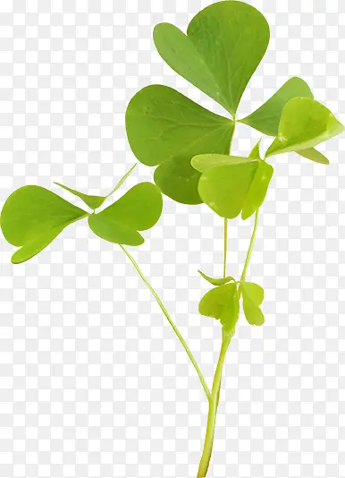 ��Ҷ��-������