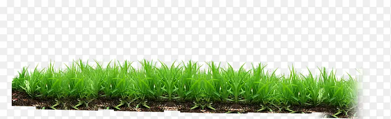 ��ƺ-������