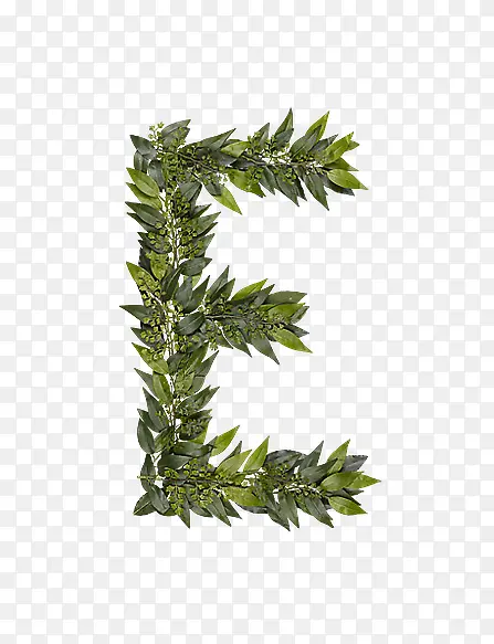 ��Ҷ��ĸe-������