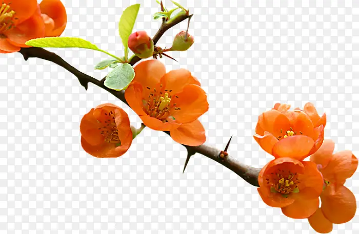 ��ɫ����ˮ���һ�-������