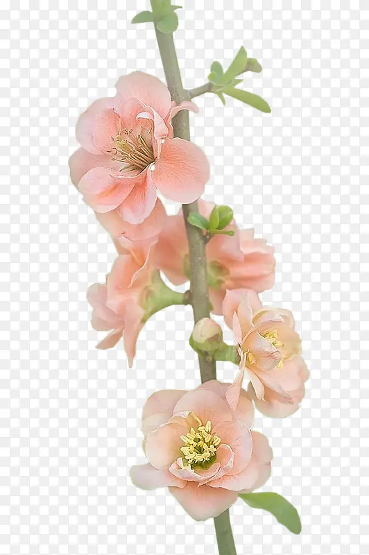 �һ���ɫ�һ��һ���֦-������