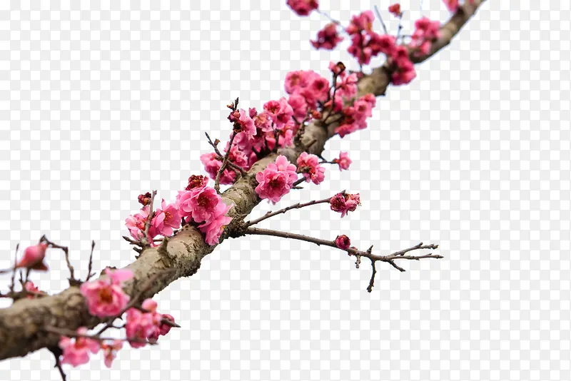 ��֦�һ���ɫ����-������