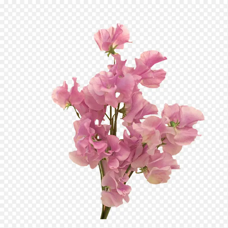 ��ɫ�Ļ���ʸ���廭-������