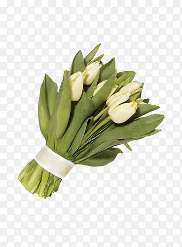 ��ɫ�����㻨��-������