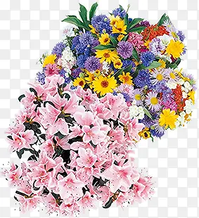 ��ɫʢ����������-������