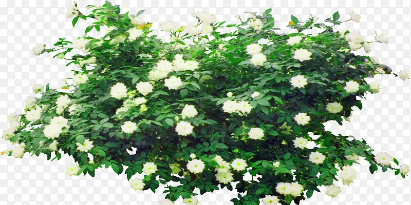 С���°�ɫ����-������