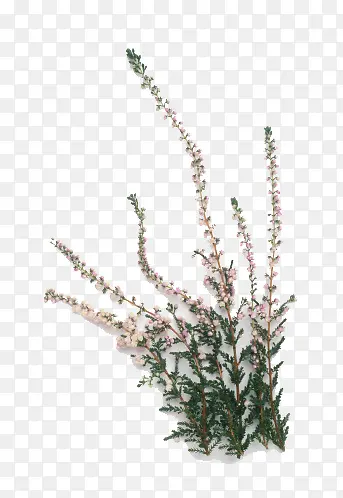 ޹�²ݻ���-������