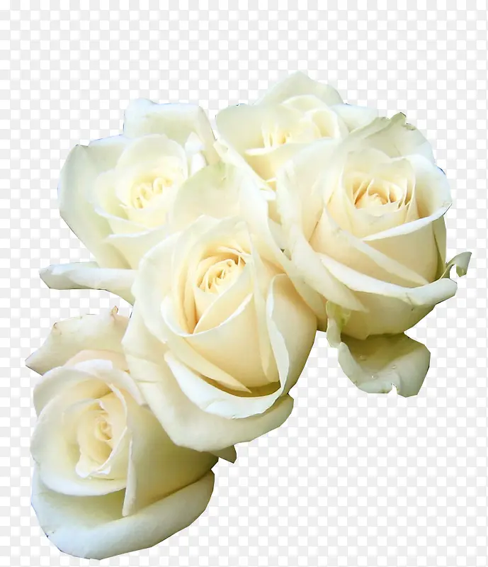 ��ɫΨ������-������