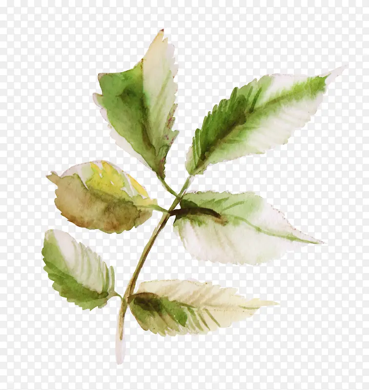 �ֻ�ˮ����Ҷ-������