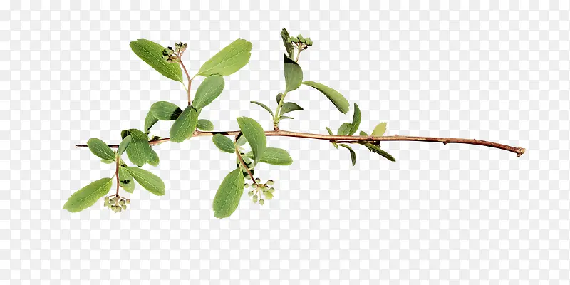 ������֦-������