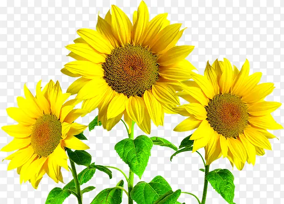 ��ɫΨ�����տ�����-������