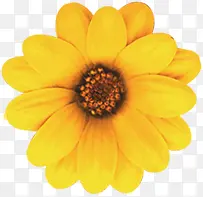 ��ɫ�ջ��Ա�����-������