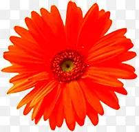 ��ɫ�ջ�������Ϧ���˽�-������