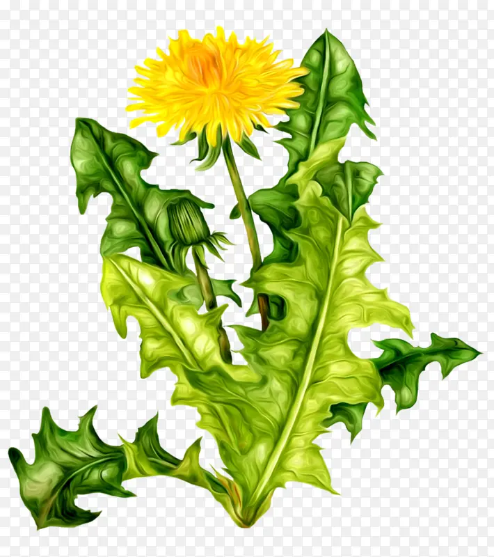 ˮ�ʾջ���ɫҶ��-������