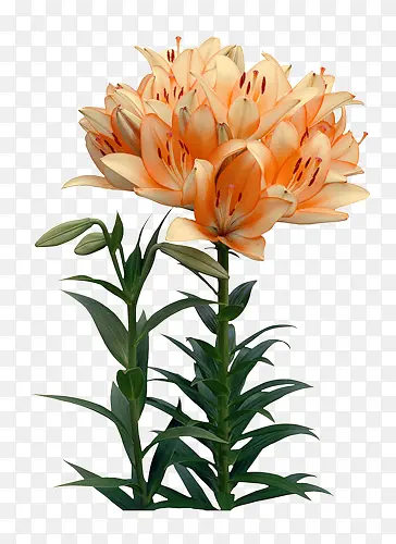 �ֻ�ջ�-������