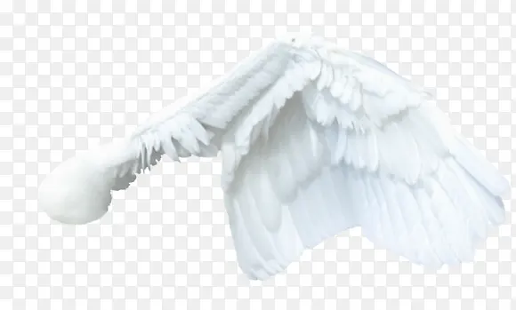 ��ë-������