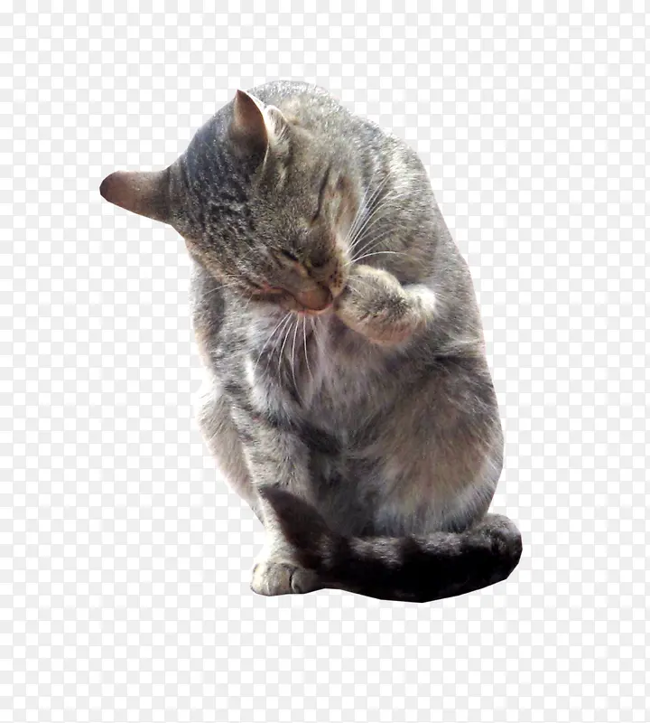 �ɰ���СèԪ��-������