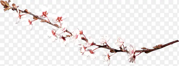 �ʻ��һ���֦����-������