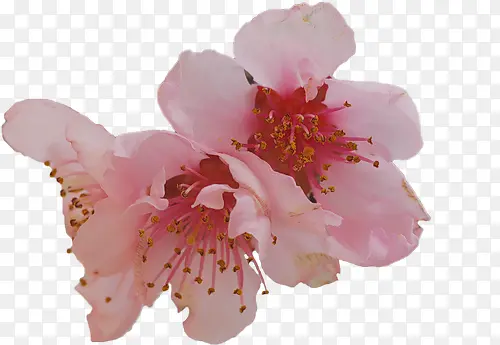 ��ɫ�һ��������-������